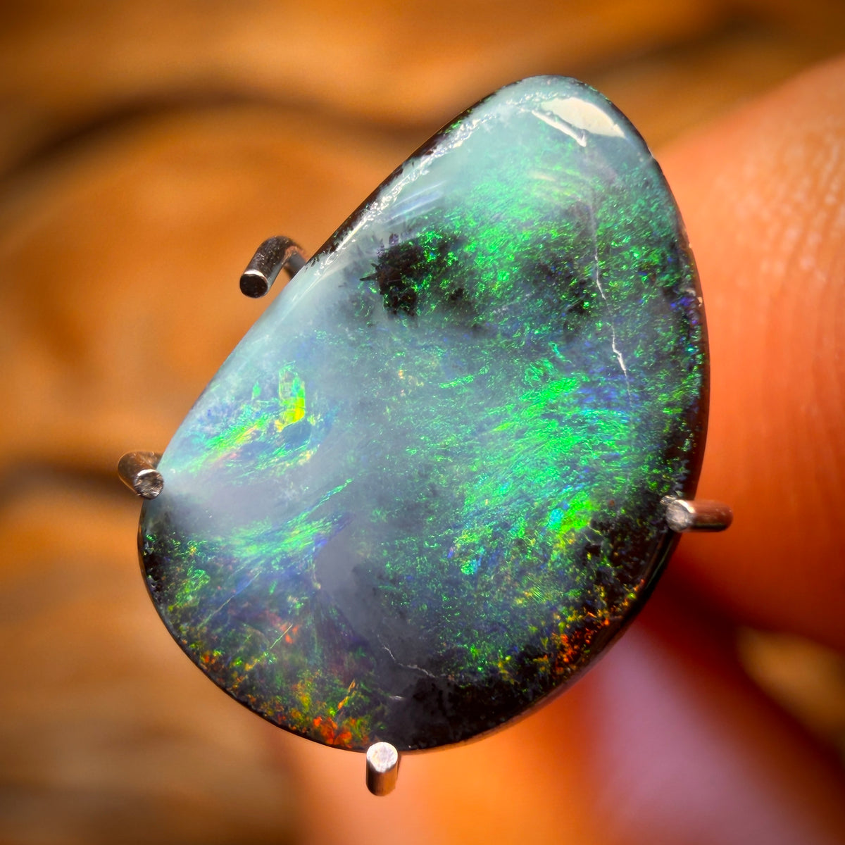 🔨 AUCTION 🔨 Reserve 💎 High Roller Banger Auction 💎 1.6cts - Queensland Boulder Seam Opal from Winton