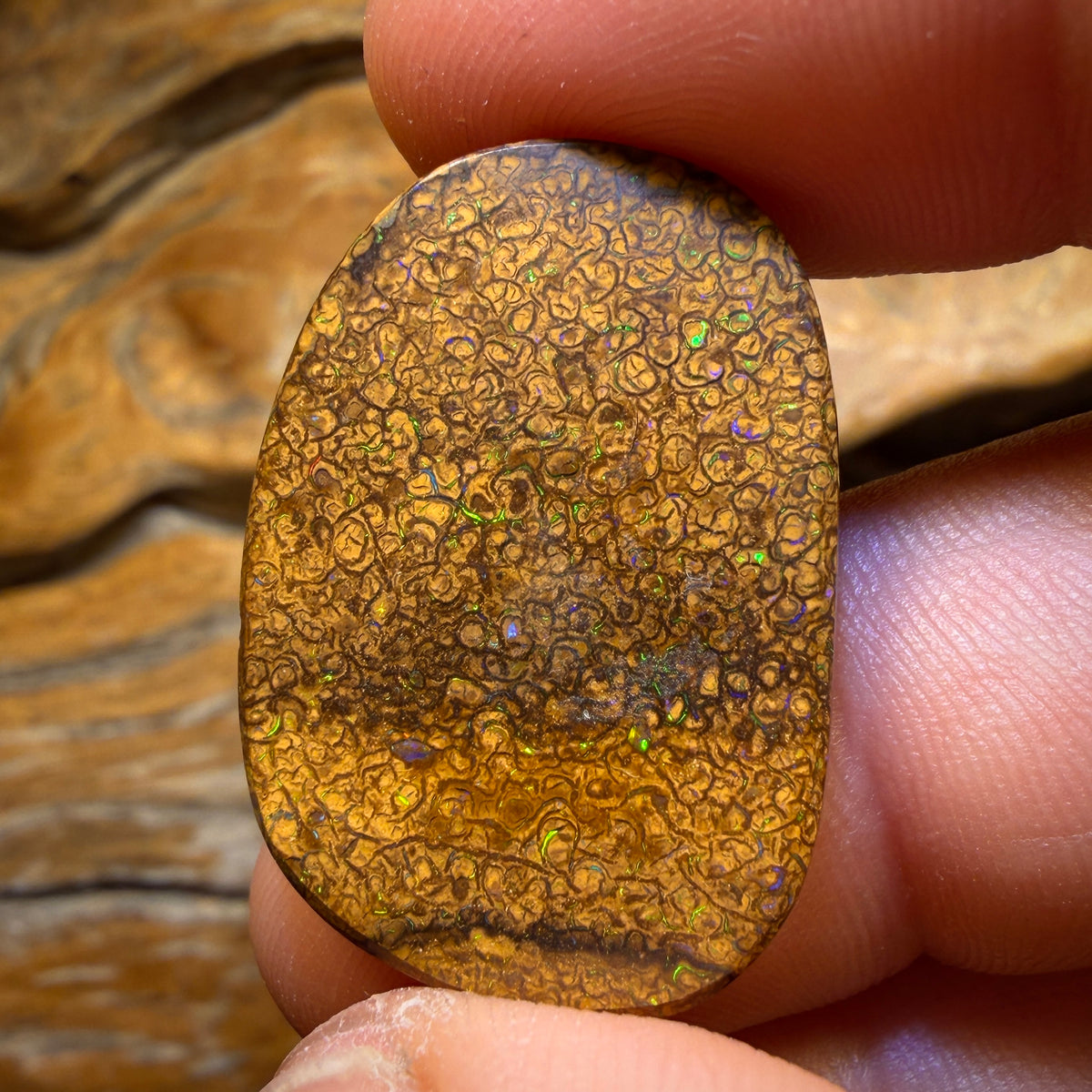 31.7cts - Tan Tribal Queensland Boulder Opal from Yowah