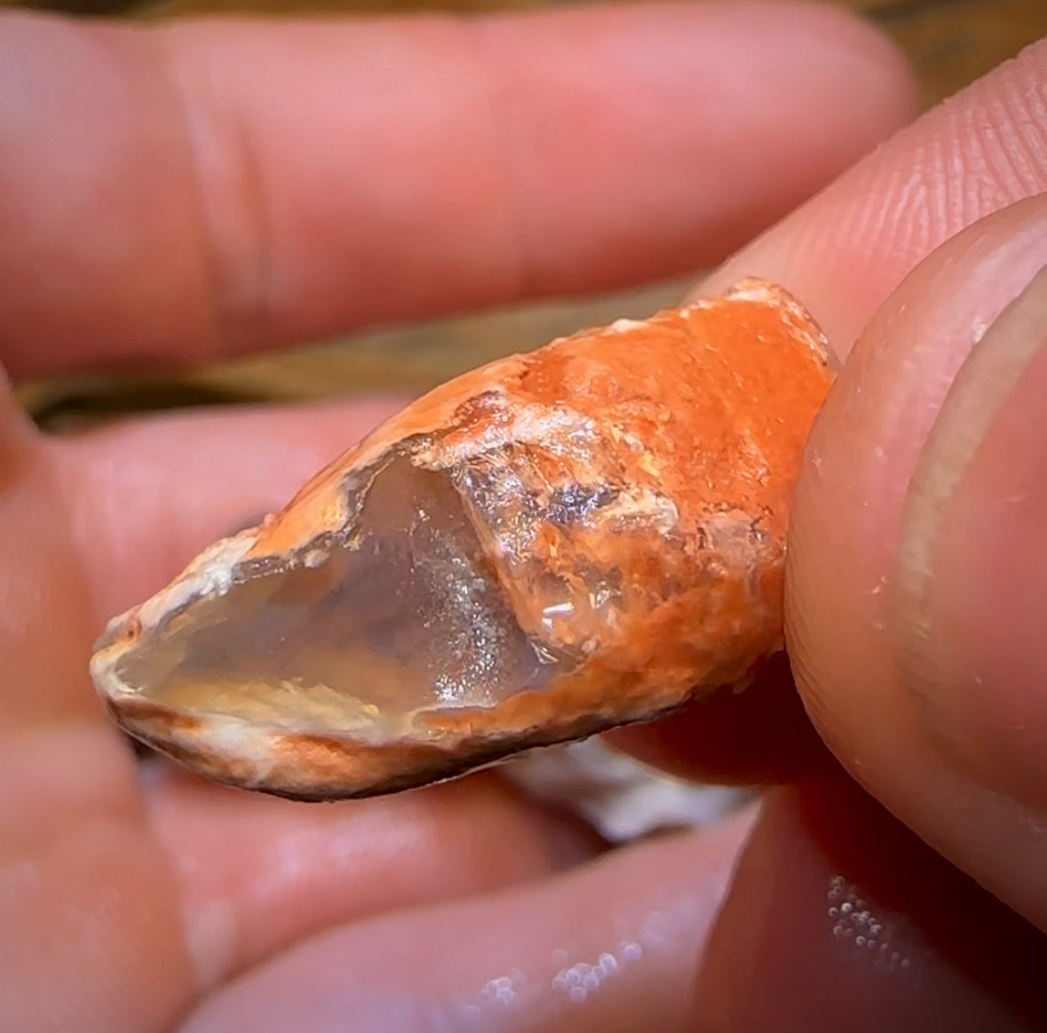 78.6cts - 6x Opalised Fossil Geological Specimens from Lightning Ridge