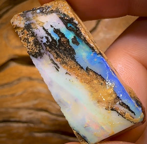 Bargain card! 85.1cts - 2x Queensland Boulder Pipe Opal Rough Pieces