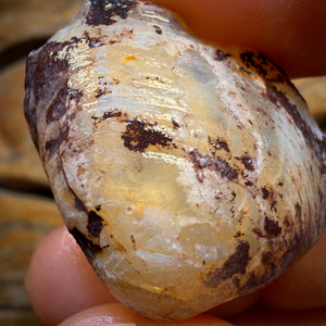 46.8cts - Opalised Shell Geological Specimen from South Australia. Featured on ‘Outback Opal Hunters’!