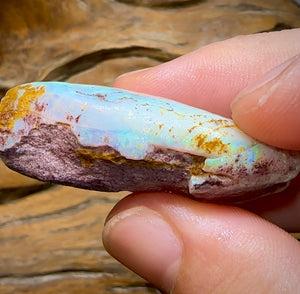 87.7cts - Opalised Shell Rare Geological Specimen from South Australia