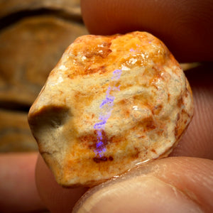 114.8cts - 4x Opalised Fossil Shell Specimens. Featured on ‘Outback Opal Hunters’!