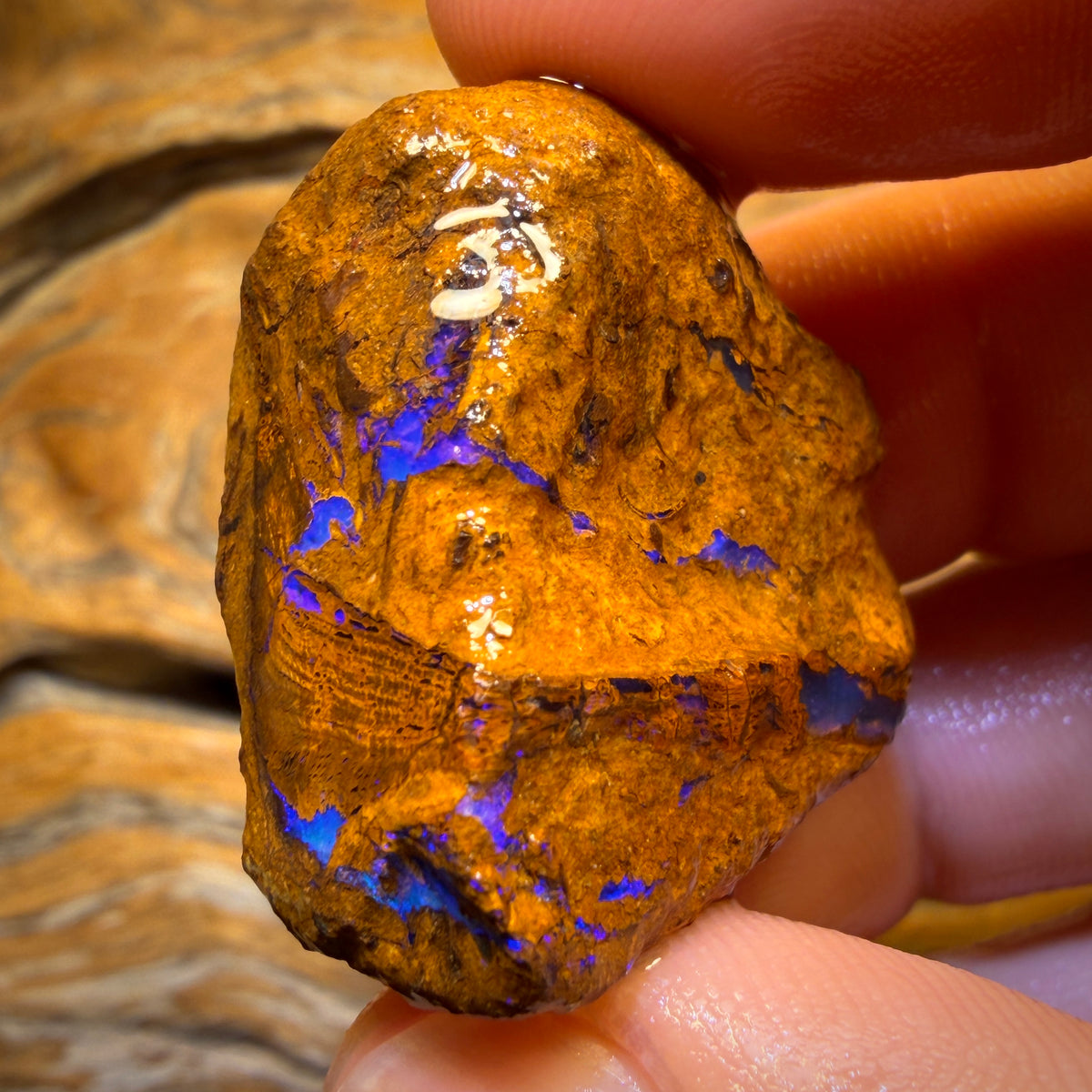 101.1cts - Vegetation Fossil Replacement Boulder Opal Rough Piece. Found on ‘OUTBACK OPAL HUNTERS’!!