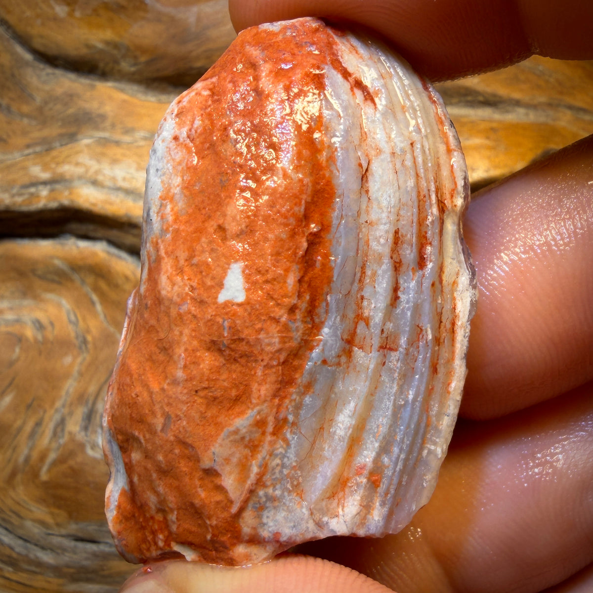 102.2cts - Opalised Shell Geological Specimen from South Australia