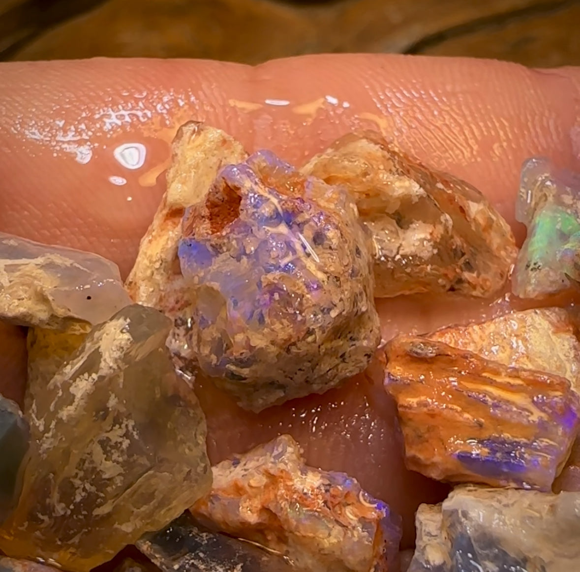 87.8cts - 22x Opalised Fossil Geological Specimens from Lightning Ridge