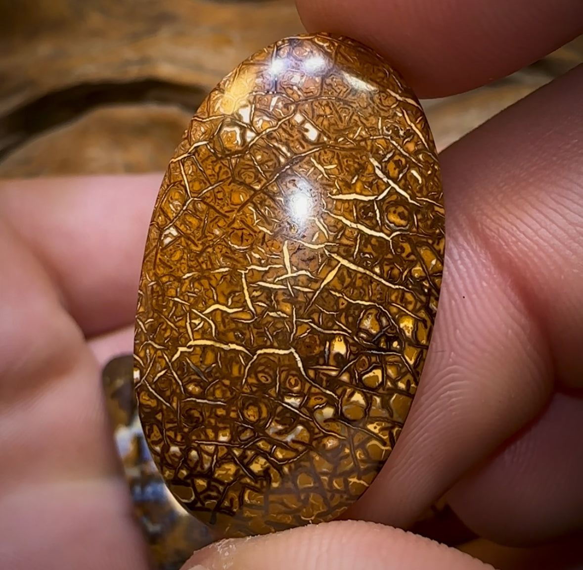 🔒154.9cts - 6x Finished Queensland Boulder Opal Dealers Parcel