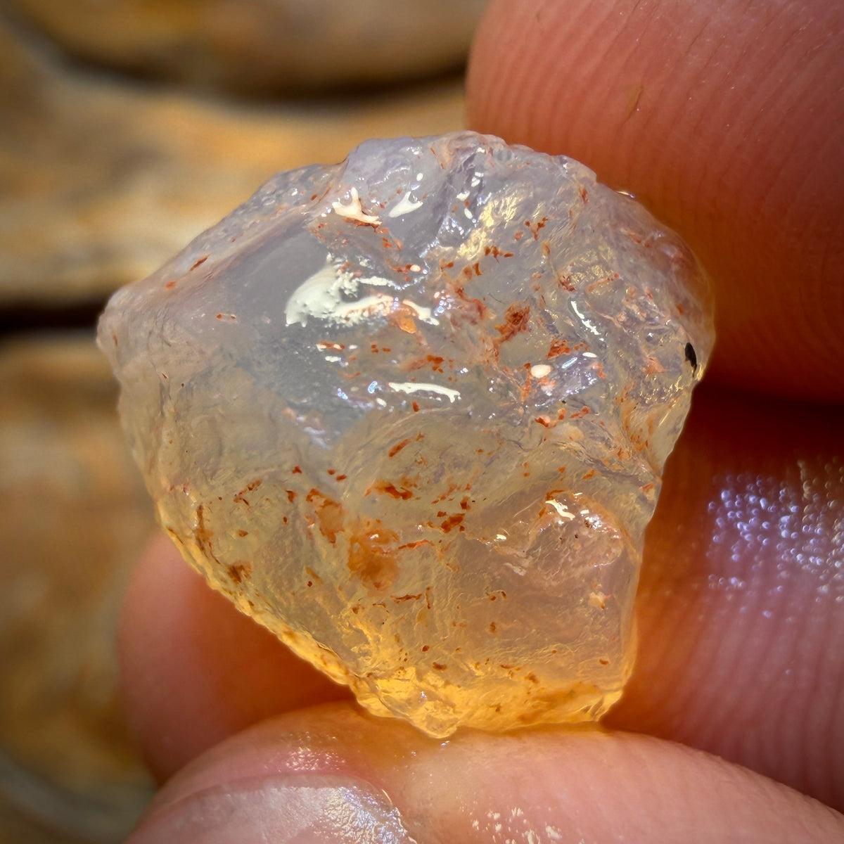 11.2cts - Opalised Shell Geological Specimen from South Australia