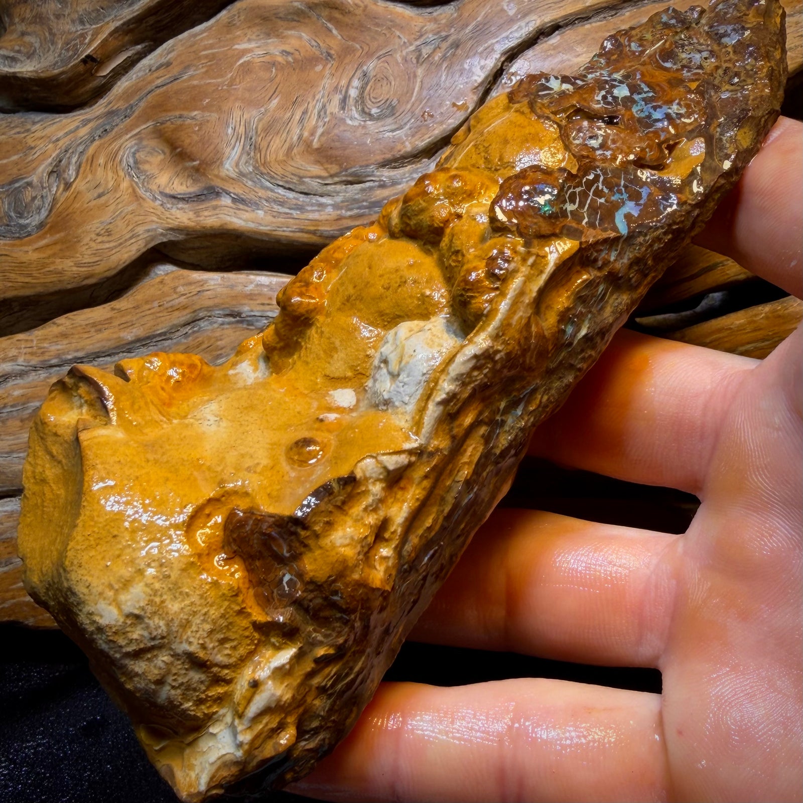 1110cts - Large Queensland Boulder Opal Rough Piece. Bubble Band