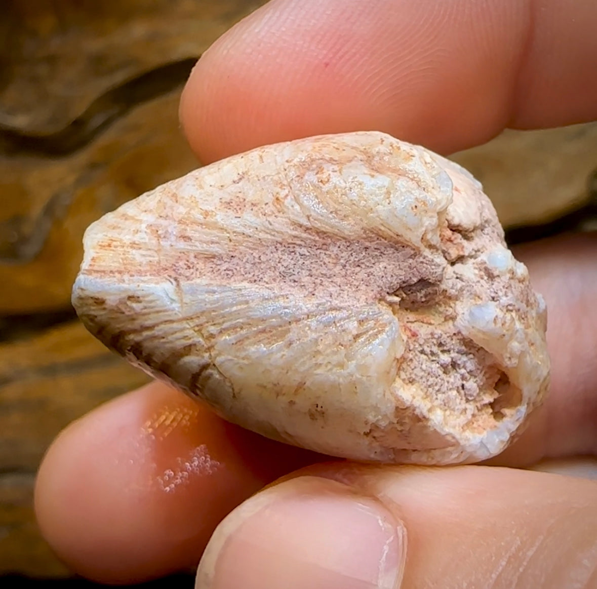 84.4cts - Opalised Fossil Shell Specimen from South Australia - Opal Whisperers