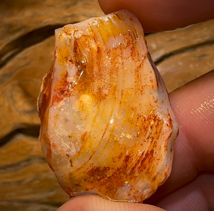 🔨 AUCTION 🔨 No Reserve 72.7cts - Opalised Shell Rare Geological Specimen from South Australia