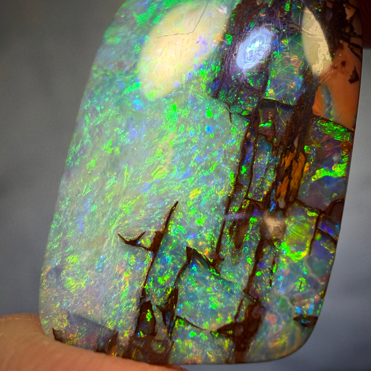 “Set in Stone” - Private Collector Investment - 12.6cts - TOP Gem Wood Fossil Replacement Opal from Yowah. Featured on “Outback Opal Hunters”!