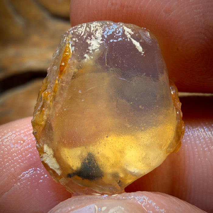 12.8cts - Opalised Shell Geological Specimen from South Australia