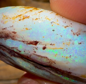 87.7cts - Opalised Shell Rare Geological Specimen from South Australia