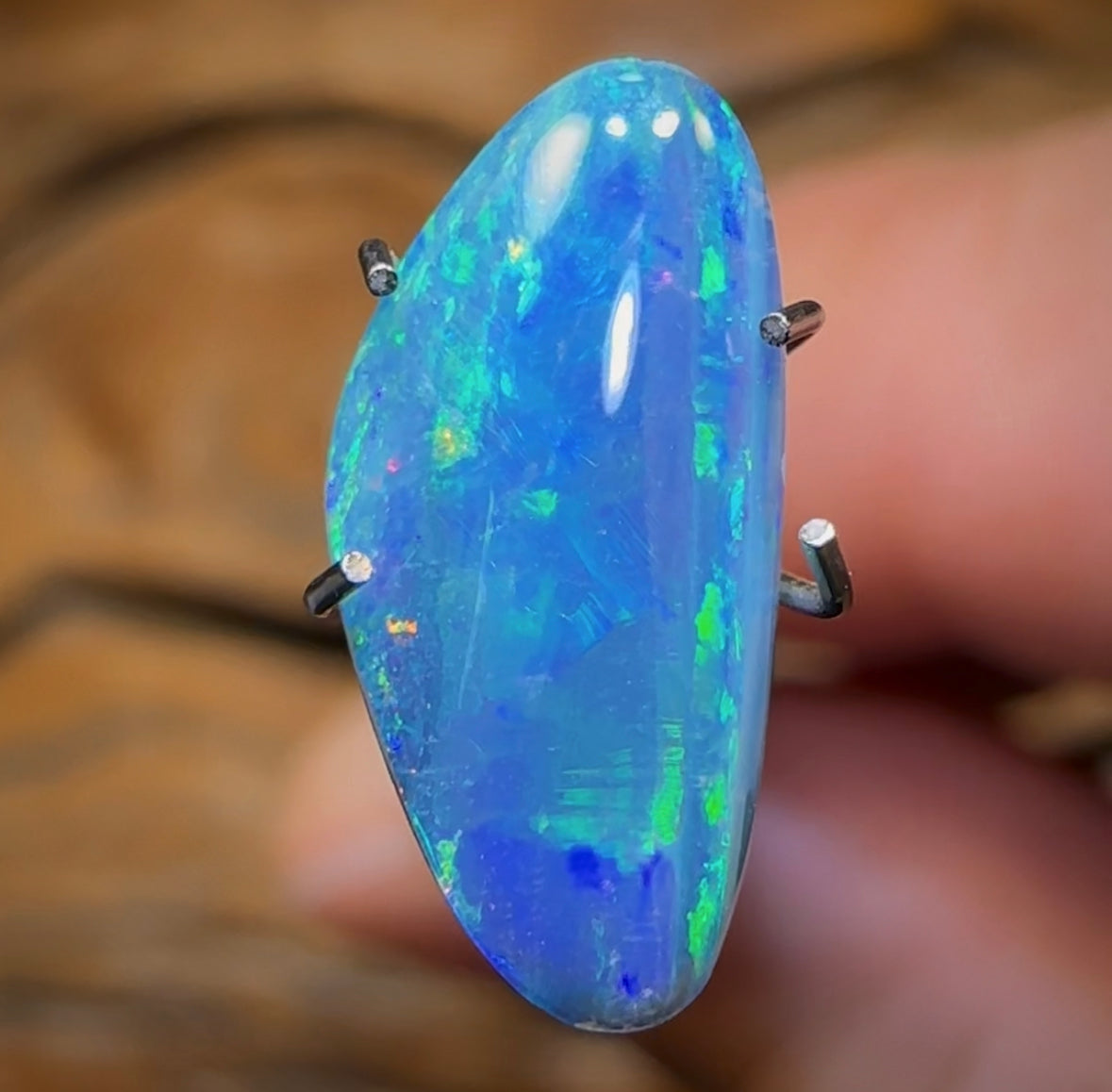 1.6cts - Opal Fossil Pipi Shell Australian Boulder Doublet - Opal Whisperers