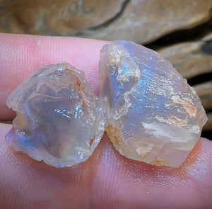 47.9cts - 2x Opalised Shell Geological Specimens from Lightning Ridge