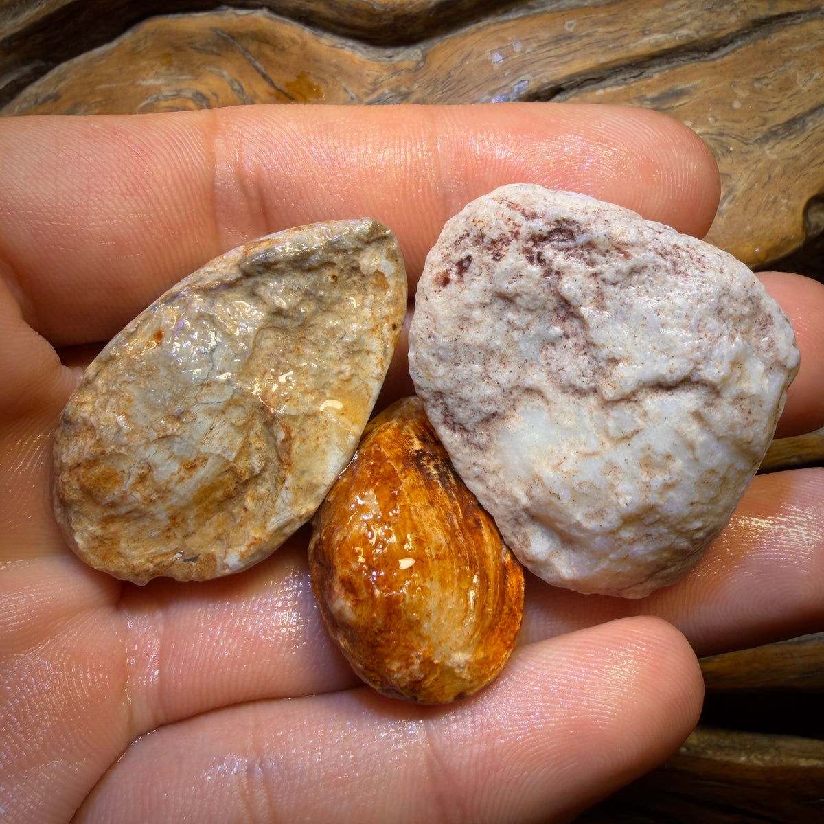 136.2cts - 3x Opalised Fossil Shell Specimens. Featured on ‘Outback Opal Hunters’!