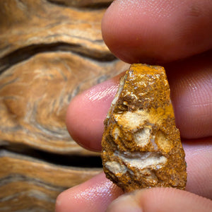 33,1cts - Boulder Pfeifenopal Rohstück. Australischer Opal