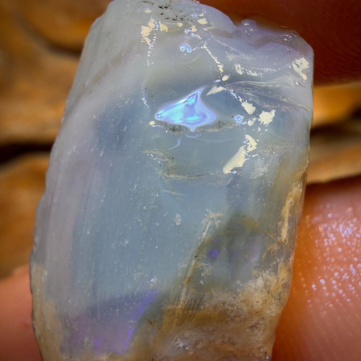 🔨 AUCTION 🔨 No Reserve 27.5cts - Opalised Shell Geological Specimen from South Australia