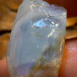 🔨 AUCTION 🔨 No Reserve 27.5cts - Opalised Shell Geological Specimen from South Australia