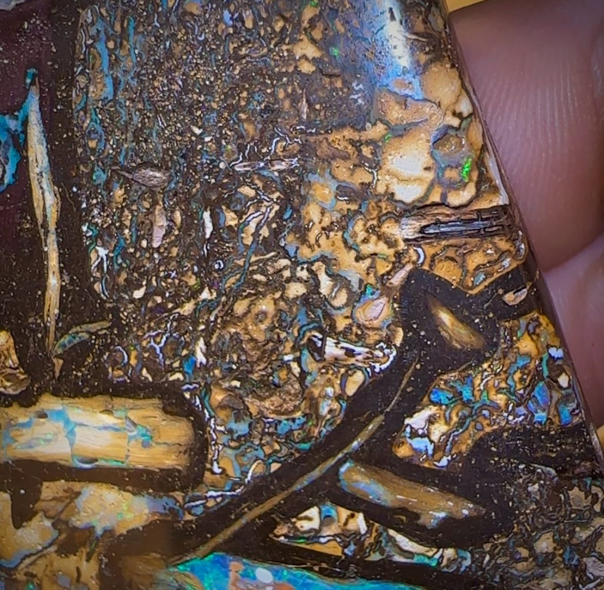 481cts - Vegetation Fossil Queensland Boulder Opal. Polished Specimen