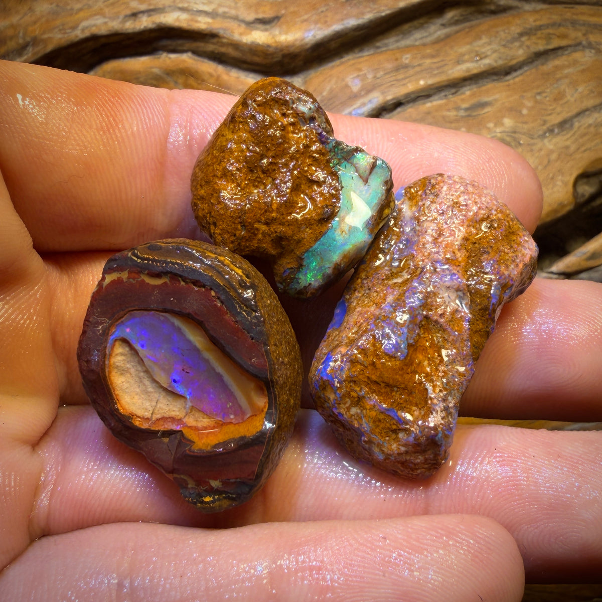 145cts - 3x Yowah Nut Rough Opal Parcel. Fossil and Kernel!