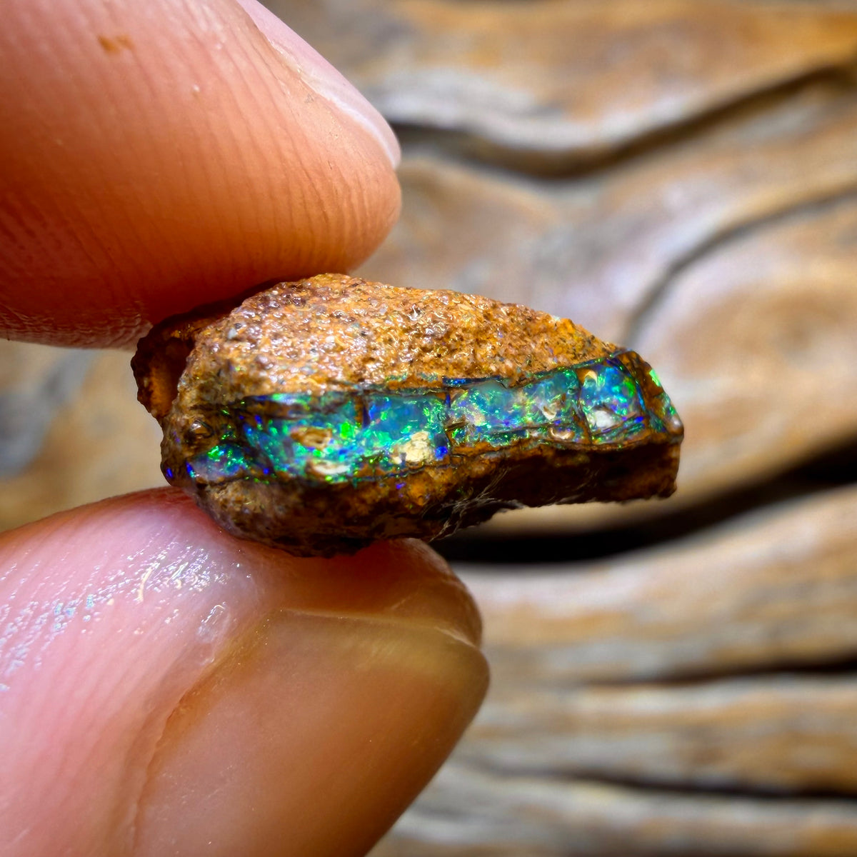 48.2cts - 4x Opalised Fossil Rough Parcel from Yowah