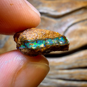 48.2cts - 4x Opalised Fossil Rough Parcel from Yowah