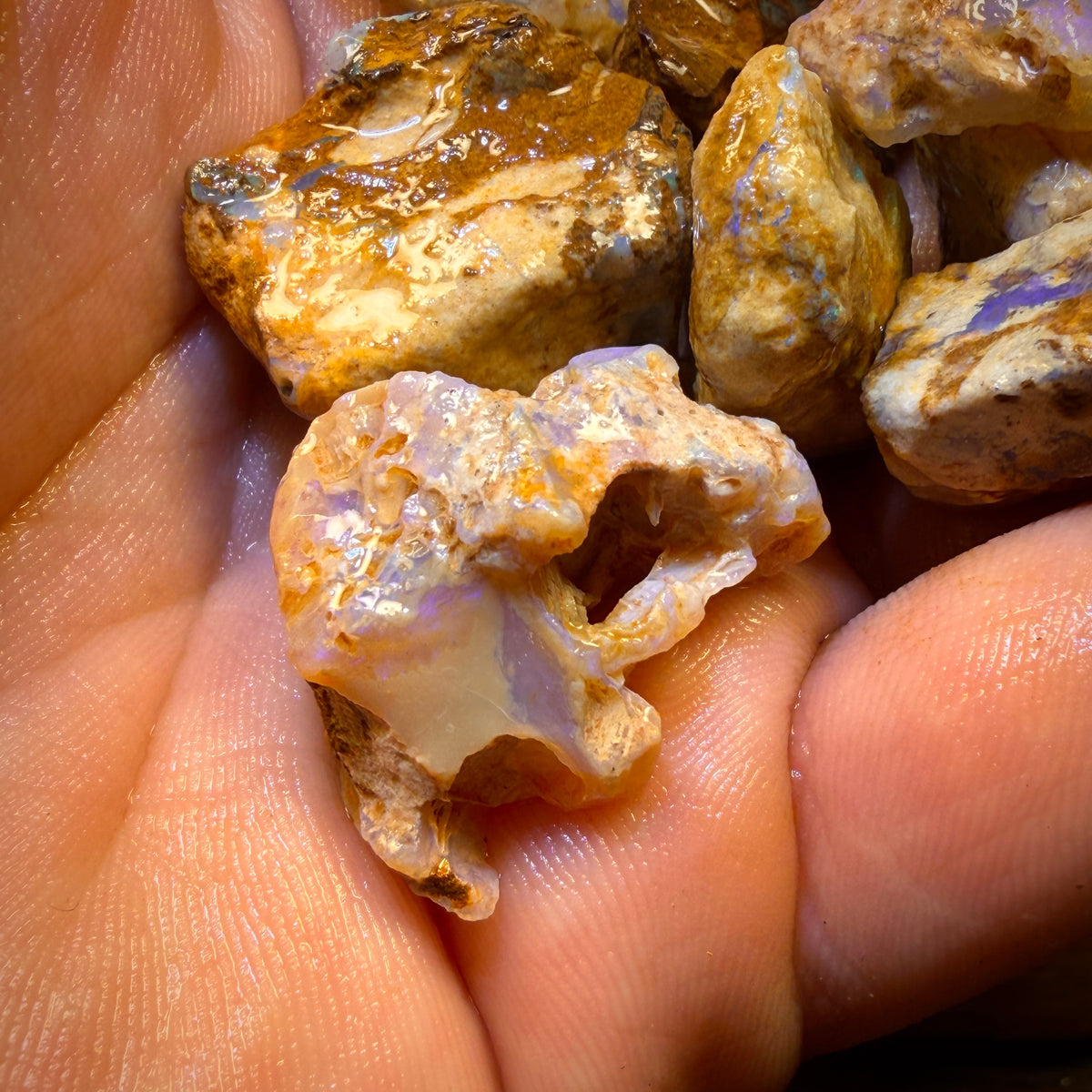 Wild card! 259.5cts - 10x Opalised Wood/Vegetation Fossil Rough Parcel from Yowah
