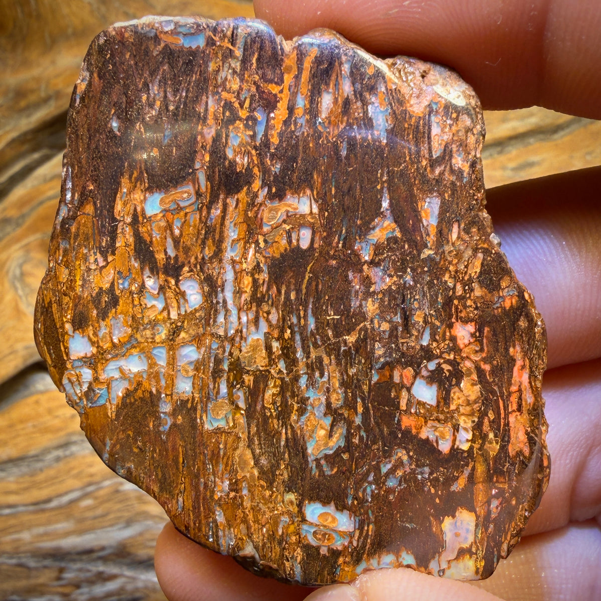 156.3cts - Australian Boulder Wood Fossil Opal Specimen Polished