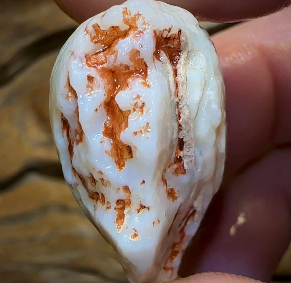 62.3cts - Opalised Shell Rare Geological Specimen from South Australia