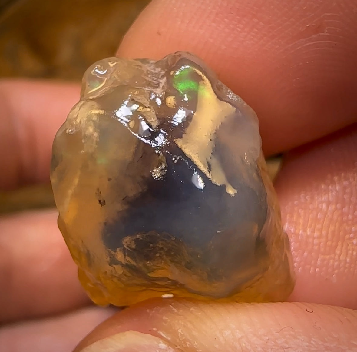 75.2cts - 3x Opalised Shell Geological Specimens from Lightning Ridge