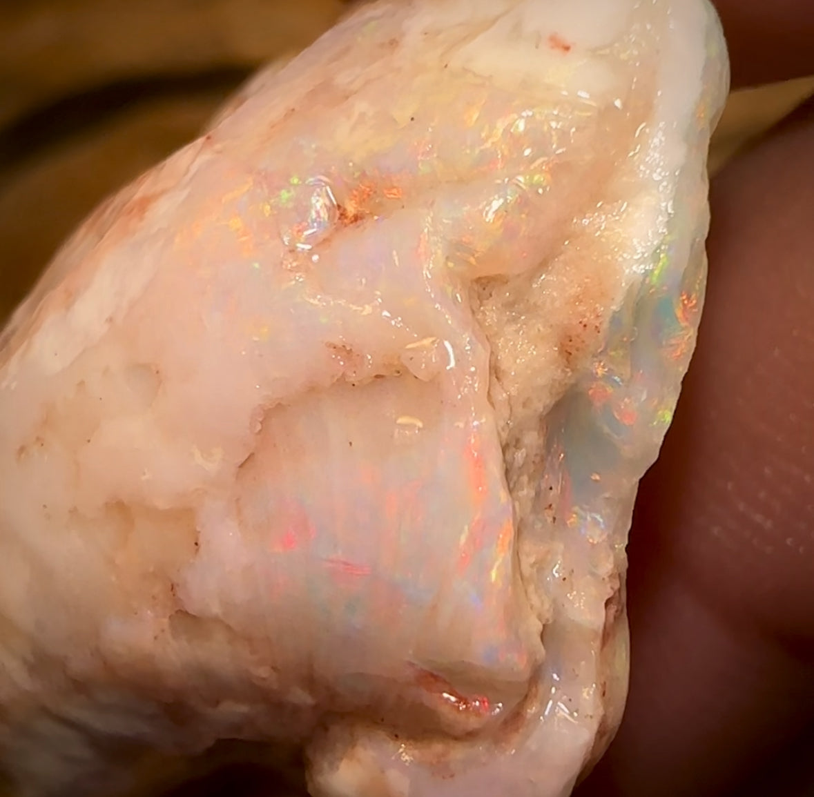 39.6cts - Opalised Shell Rare Geological Specimen a from South Australia