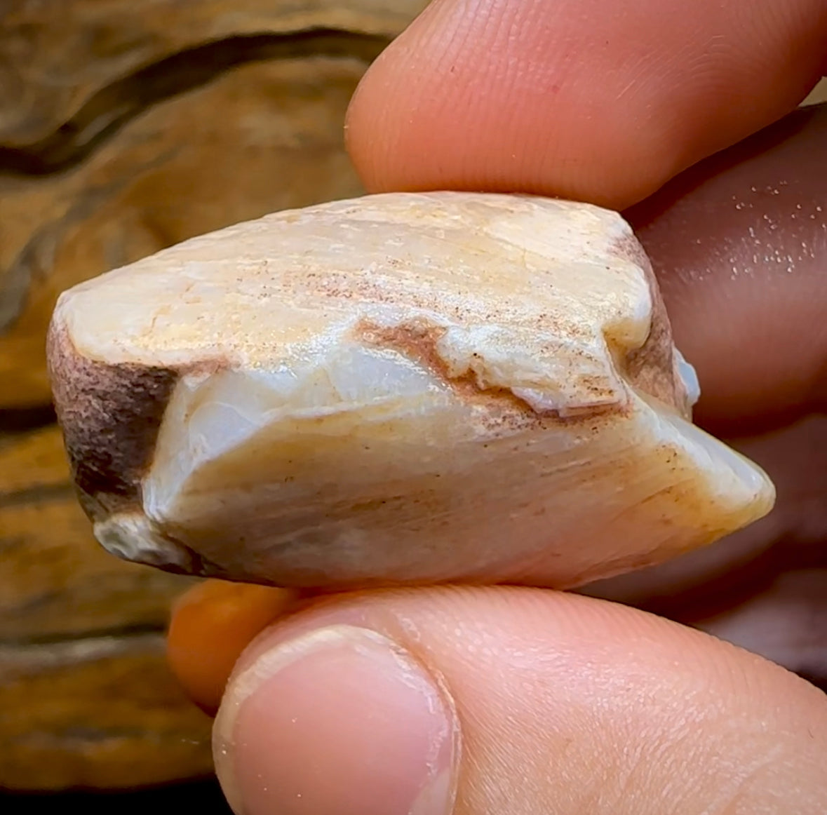 81.6cts - Opalised Fossil Mussel Shell Specimen from South Australia - Opal Whisperers