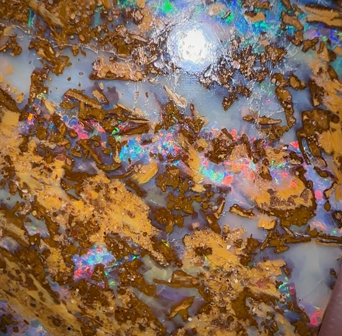 65.3cts - Large Australian Boulder Wood Fossil Opal Multicolour - Opal Whisperers