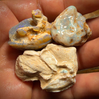 🔨 AUCTION 🔨 188cts - 3x Opalised Fossil Shell Specimens. Featured on ‘Outback Opal Hunters’!