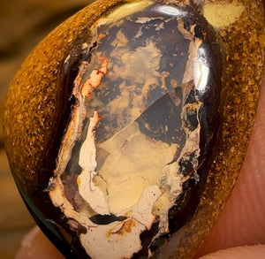 🔨 AUCTION 🔨 15.4cts - Yowah Nut Kernel Opal. Australian Boulder Opal