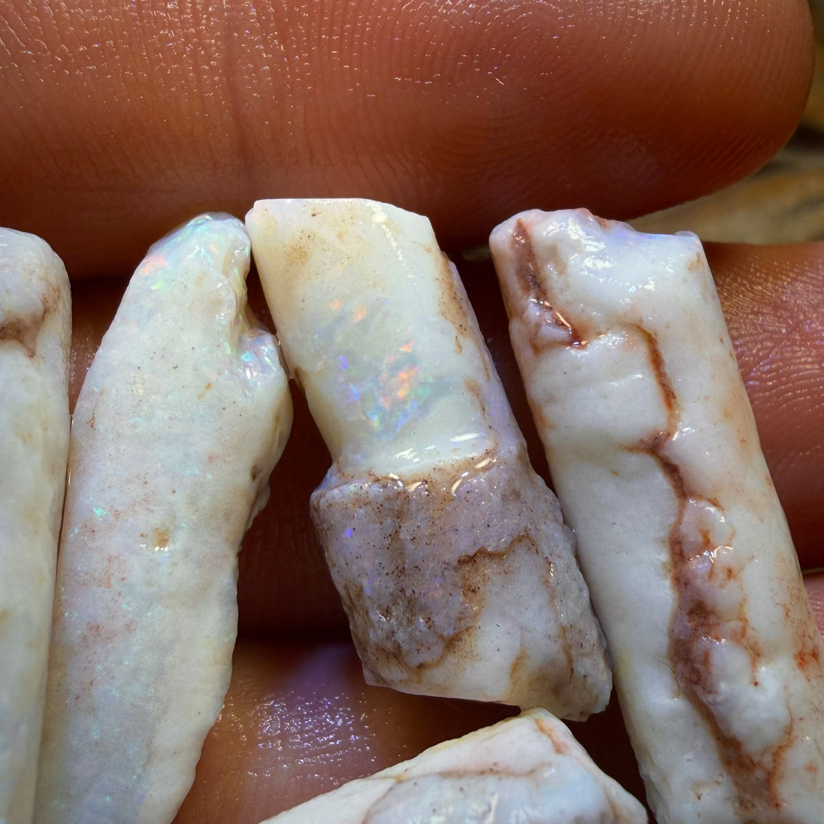 South Australian Fossil Belemnite Rough Opal Specimens. BULK LISTING BARGAIN