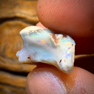 19.5cts - Lightning Ridge Opal Rough Piece. Isaac’s Cutter’s! With Red Orange !