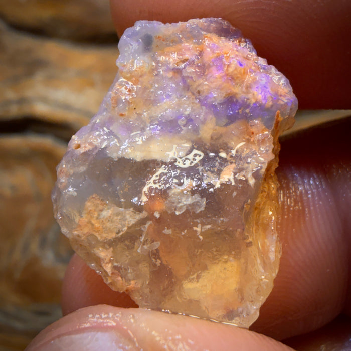19.8cts - Opalised Shell Geological Specimen from South Australia