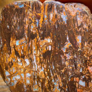 🔨 AUCTION 🔨 Reserve 💎 High Roller Banger Auction 💎 156.3cts - Australian Boulder Wood Fossil Opal Specimen Polished