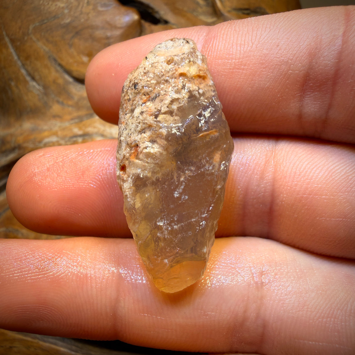 Bargain Card! 39.5cts - Opalised Shell Geological Specimen from South Australia