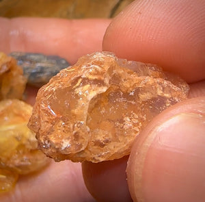 123cts - 9x Opalised Shell Geological Specimens from Lightning Ridge