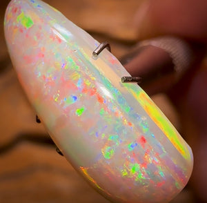 4.15cts - Rare Polished Opalised Shell Fossil from South Australia