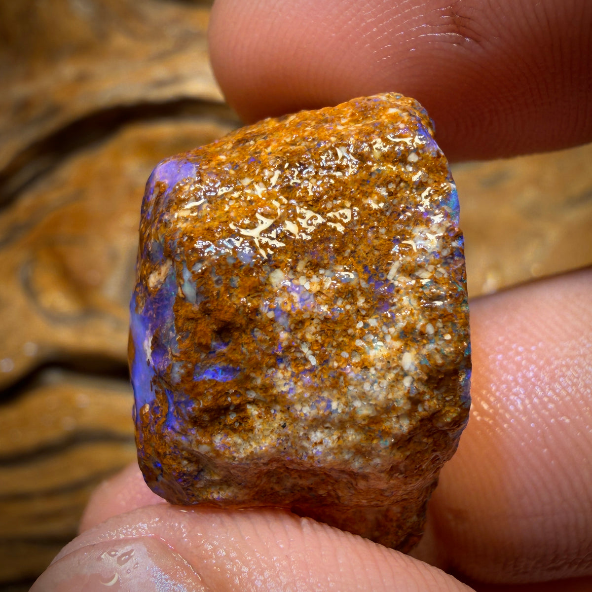 44.9cts - Great Opalised Wood/Vegetation Fossil Rough Opal Piece from Yowah