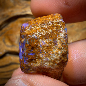 44.9cts - Great Opalised Wood/Vegetation Fossil Rough Opal Piece from Yowah