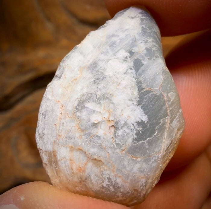 🔨 AUCTION 🔨 43cts - Opalised Shell Rare Geological Rough Specimen from Lightning Ridge