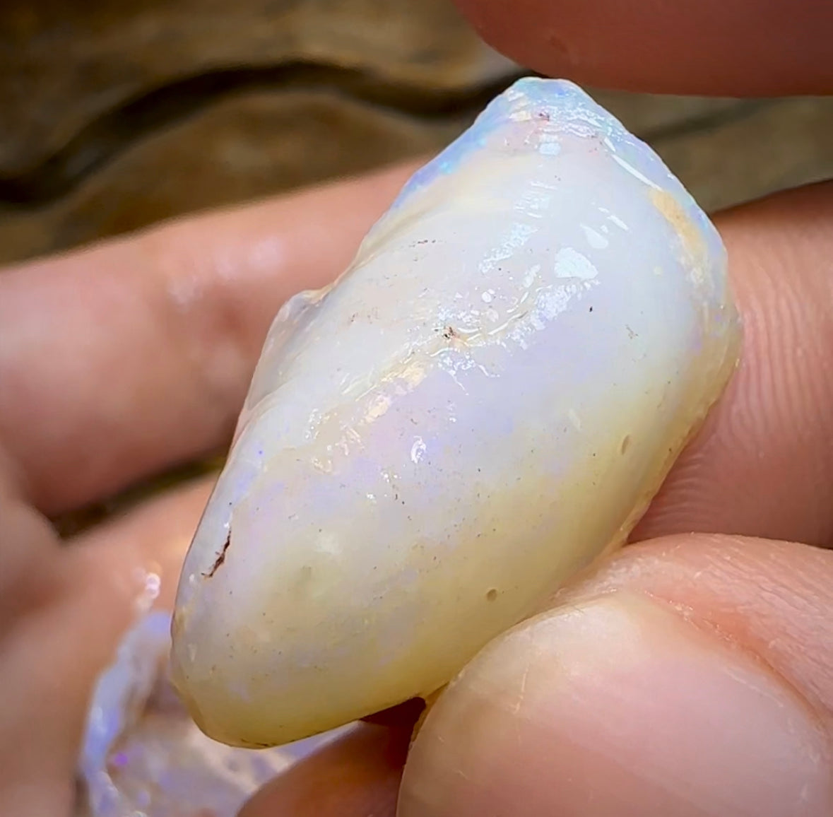 71.4cts - 4x Opalised Shell Geological Specimens from South Australia - Opal Whisperers