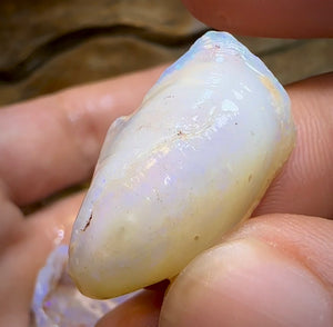 71.4cts - 4x Opalised Shell Geological Specimens from South Australia