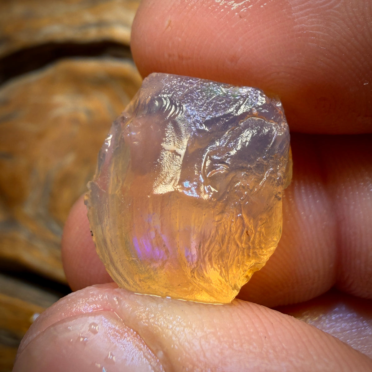 🔨 AUCTION 🔨 18.8cts - Opalised Shell Geological Specimen from South Australia. Pure Water Crystal